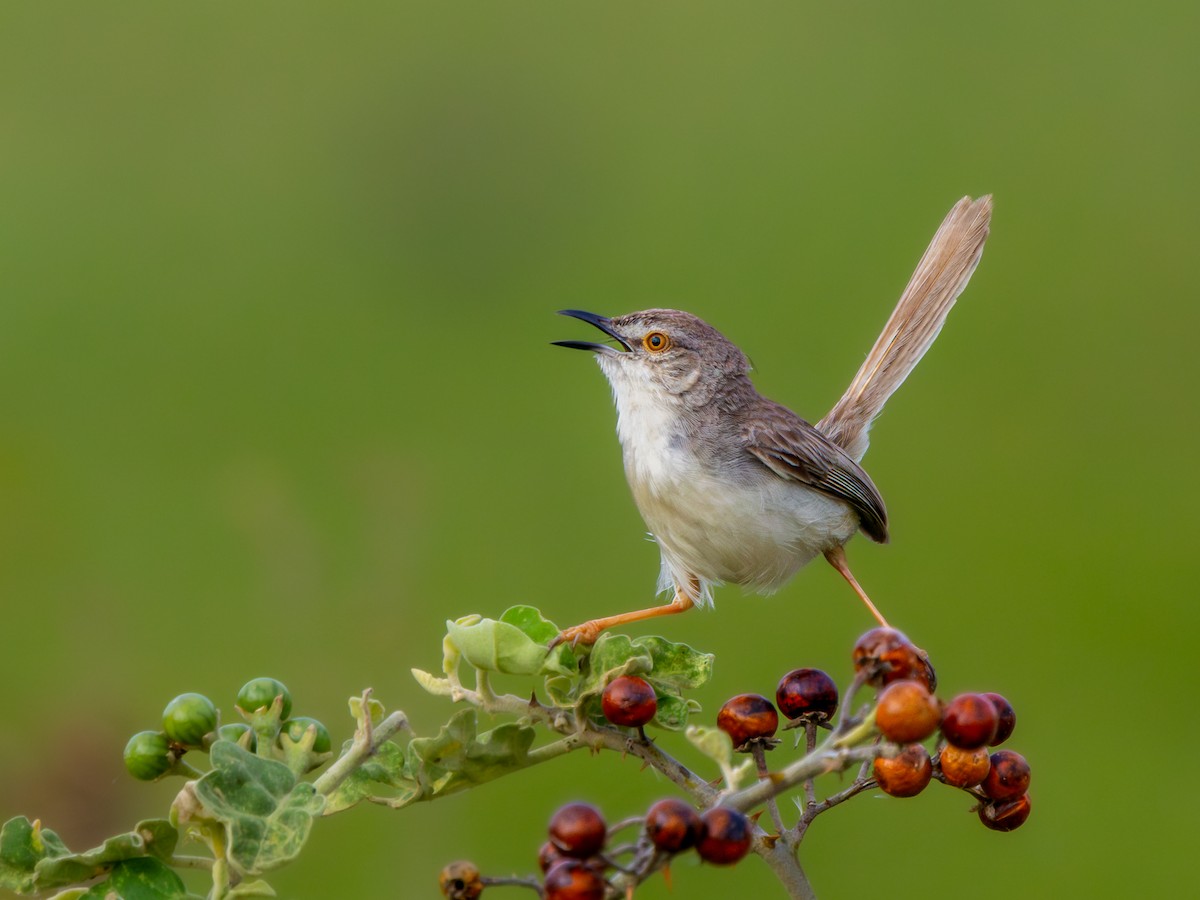 Plain Prinia - Vikram S