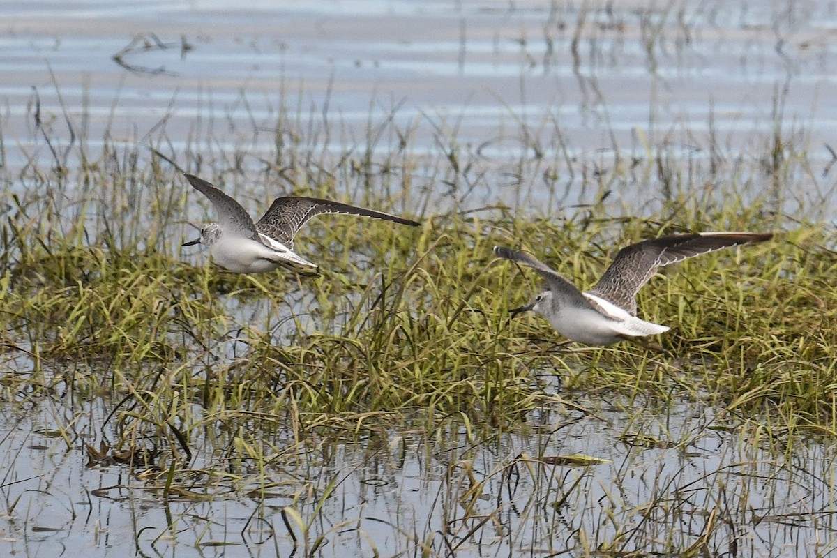 Common Greenshank - ML609349544