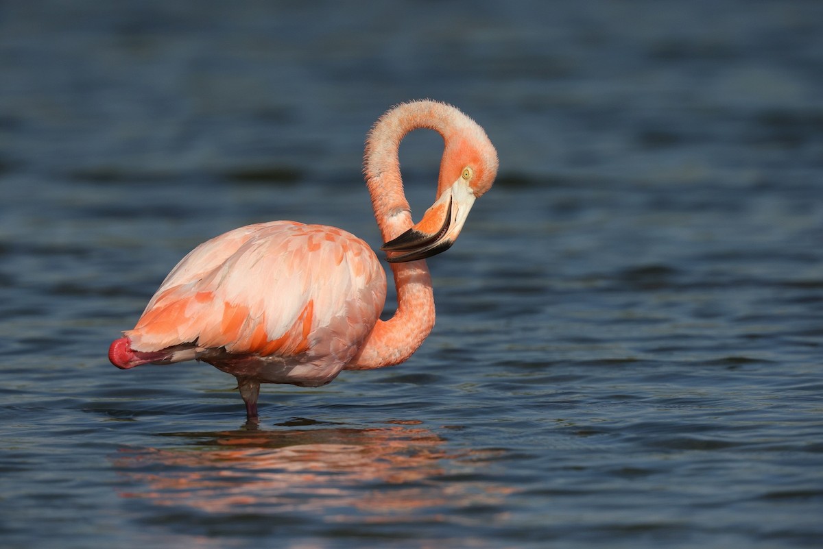 Amerika Flamingosu - ML609349578