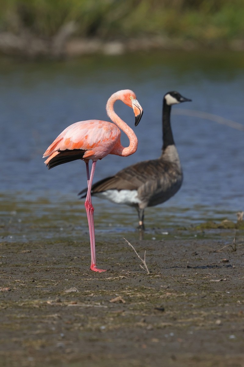 Amerika Flamingosu - ML609349580