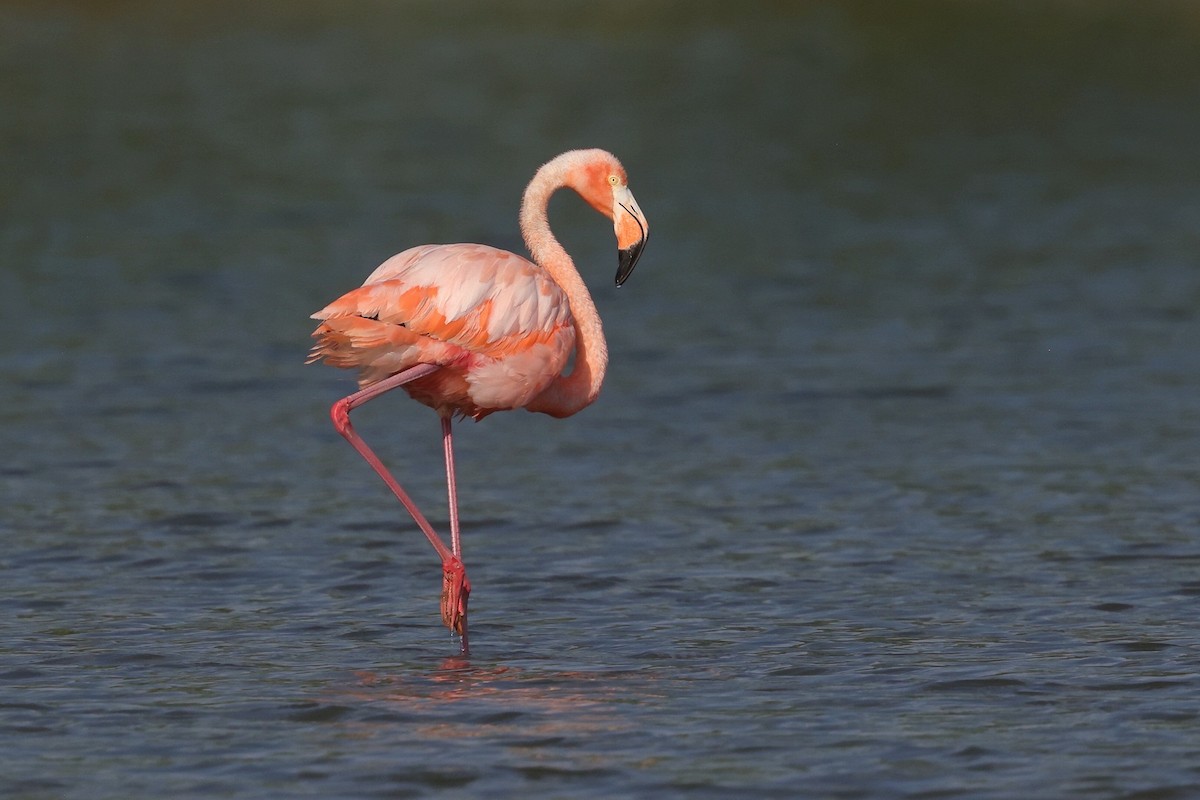 Amerika Flamingosu - ML609349581