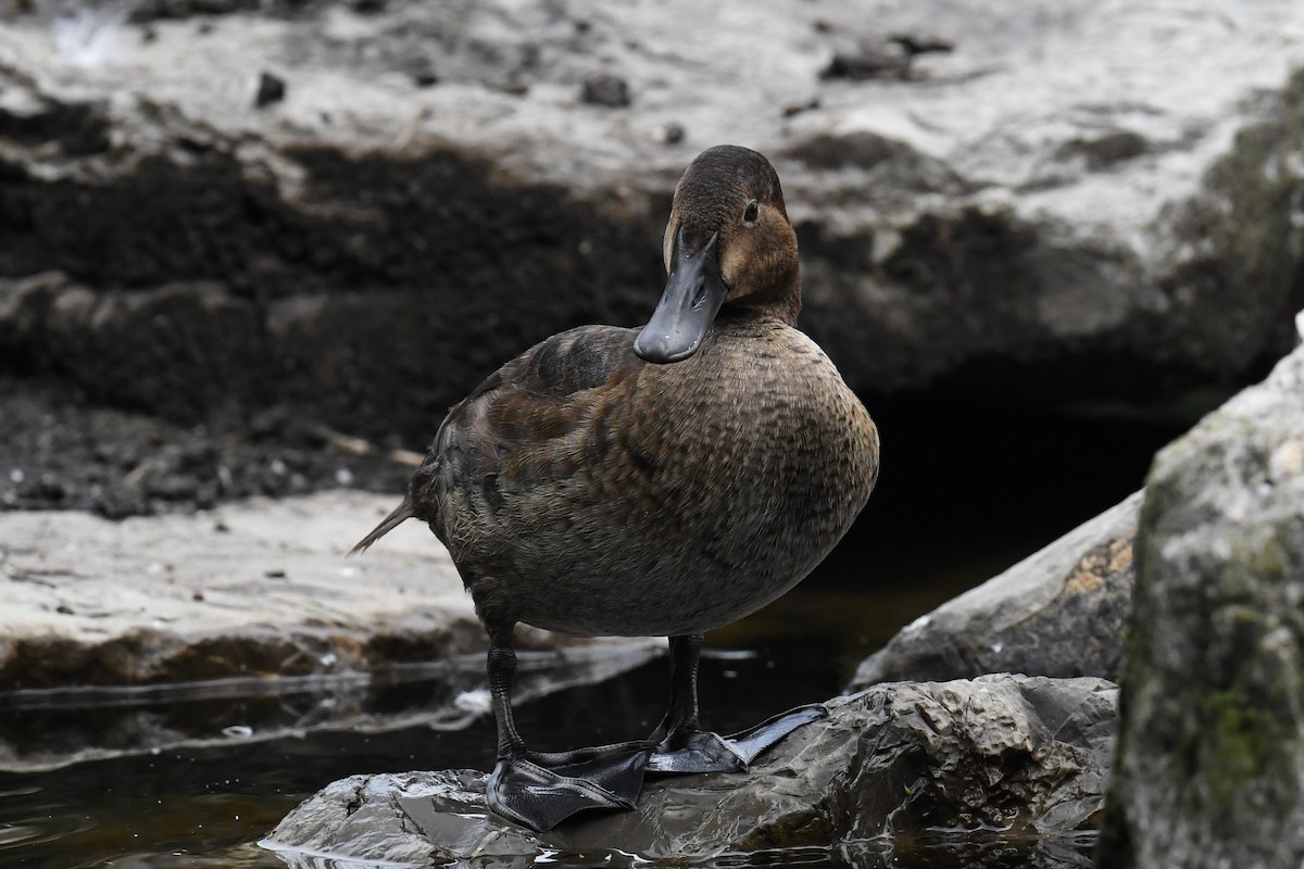 Common Pochard - Maryse Neukomm