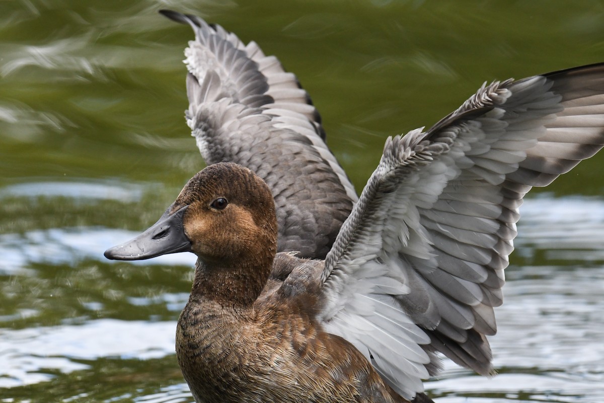 Common Pochard - ML609349616