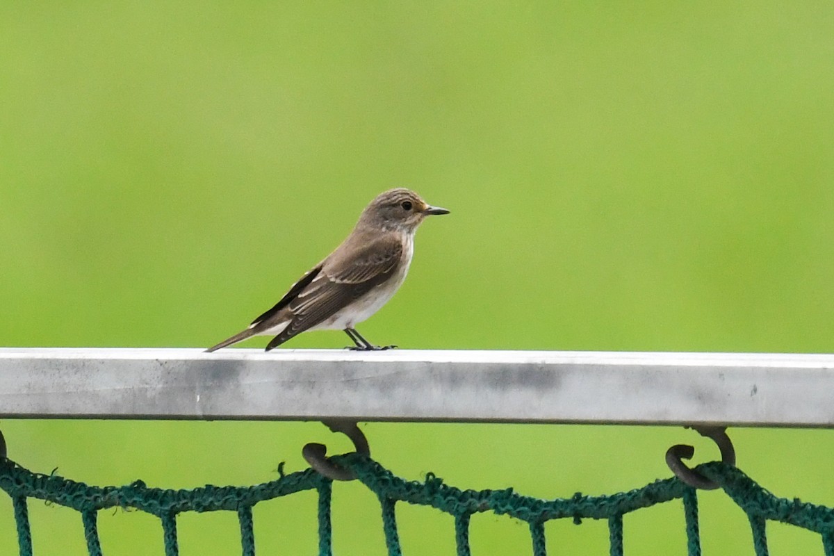 Spotted Flycatcher - ML609349619