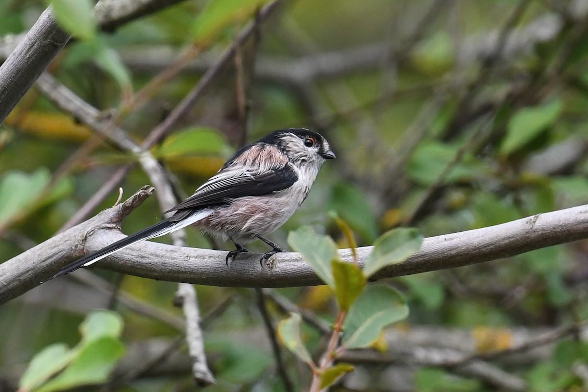 Long-tailed Tit - Maryse Neukomm