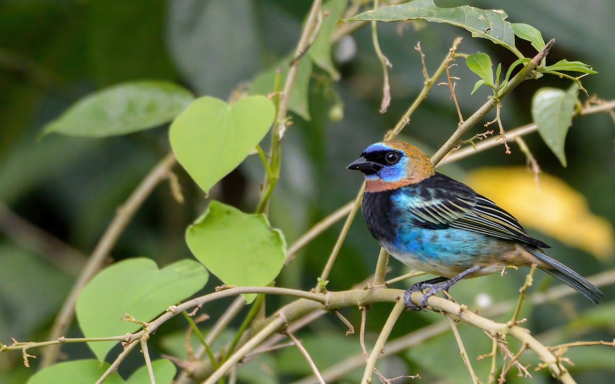 Golden-hooded Tanager - Luis Trinchan