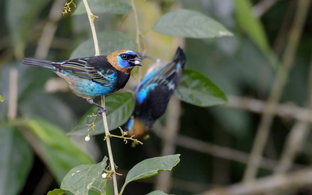 Golden-hooded Tanager - Luis Trinchan