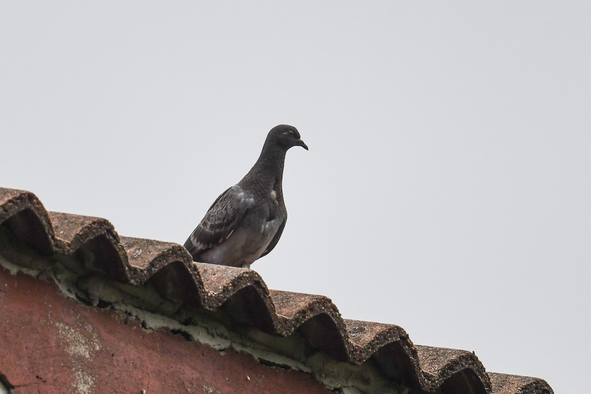 Rock Pigeon (Feral Pigeon) - ML609349693
