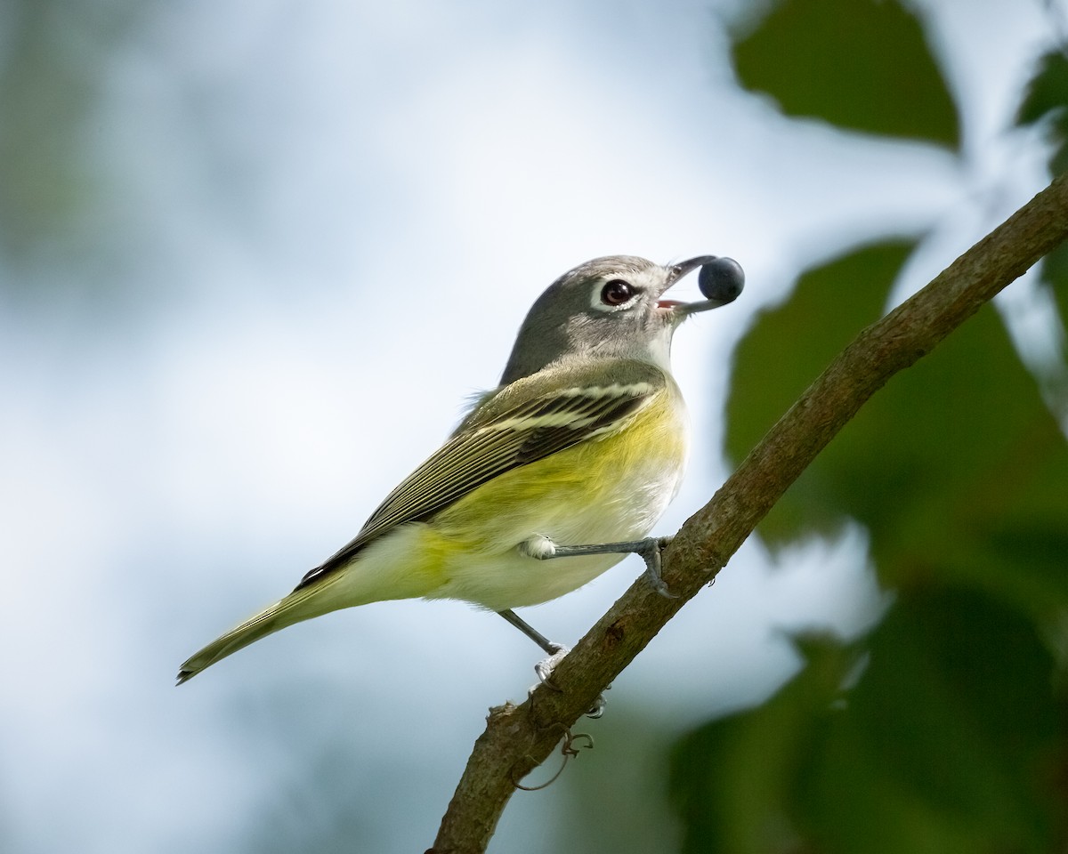 Blue-headed Vireo - Matt Kaiser