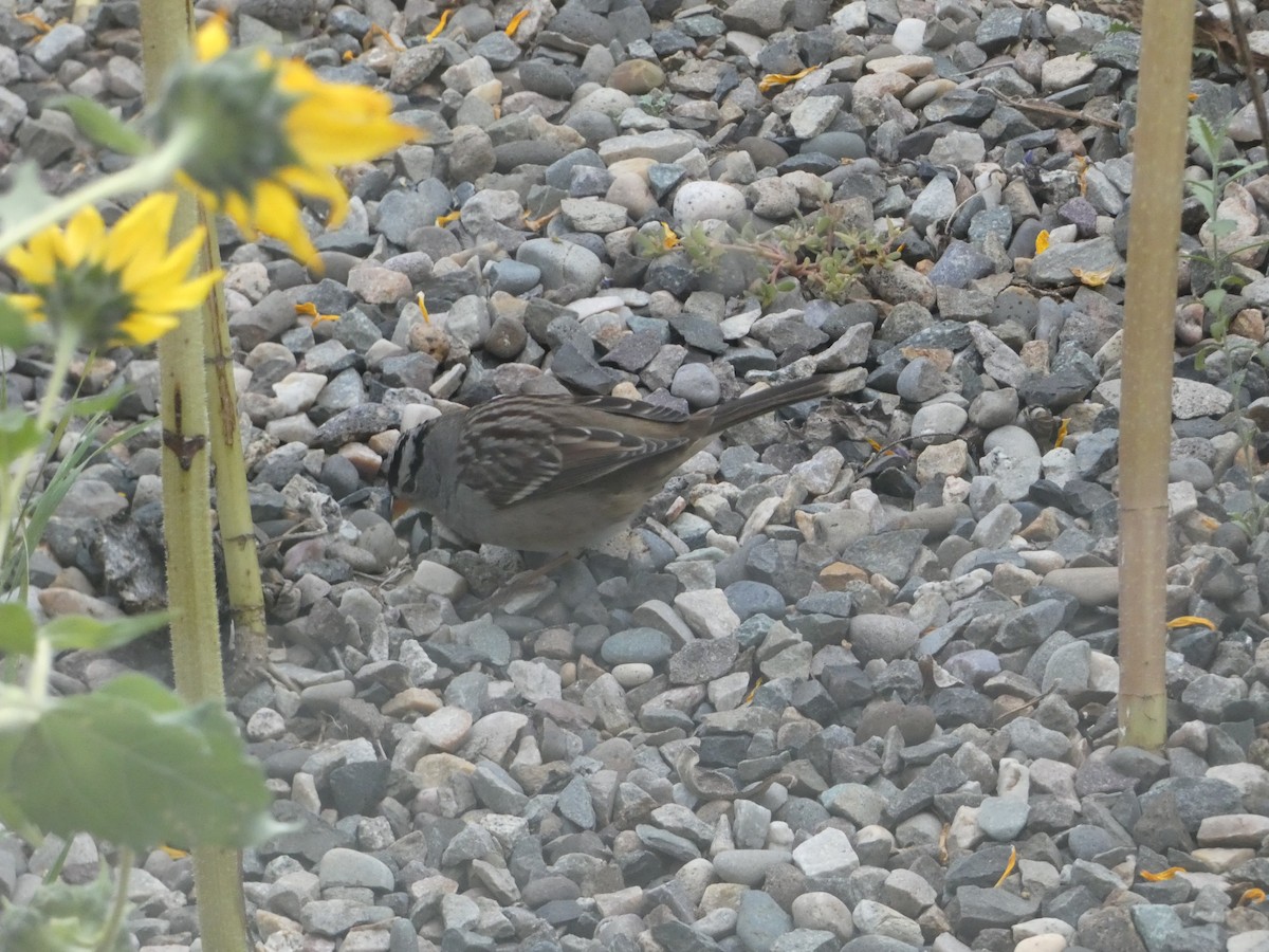 White-crowned Sparrow - ML609349728