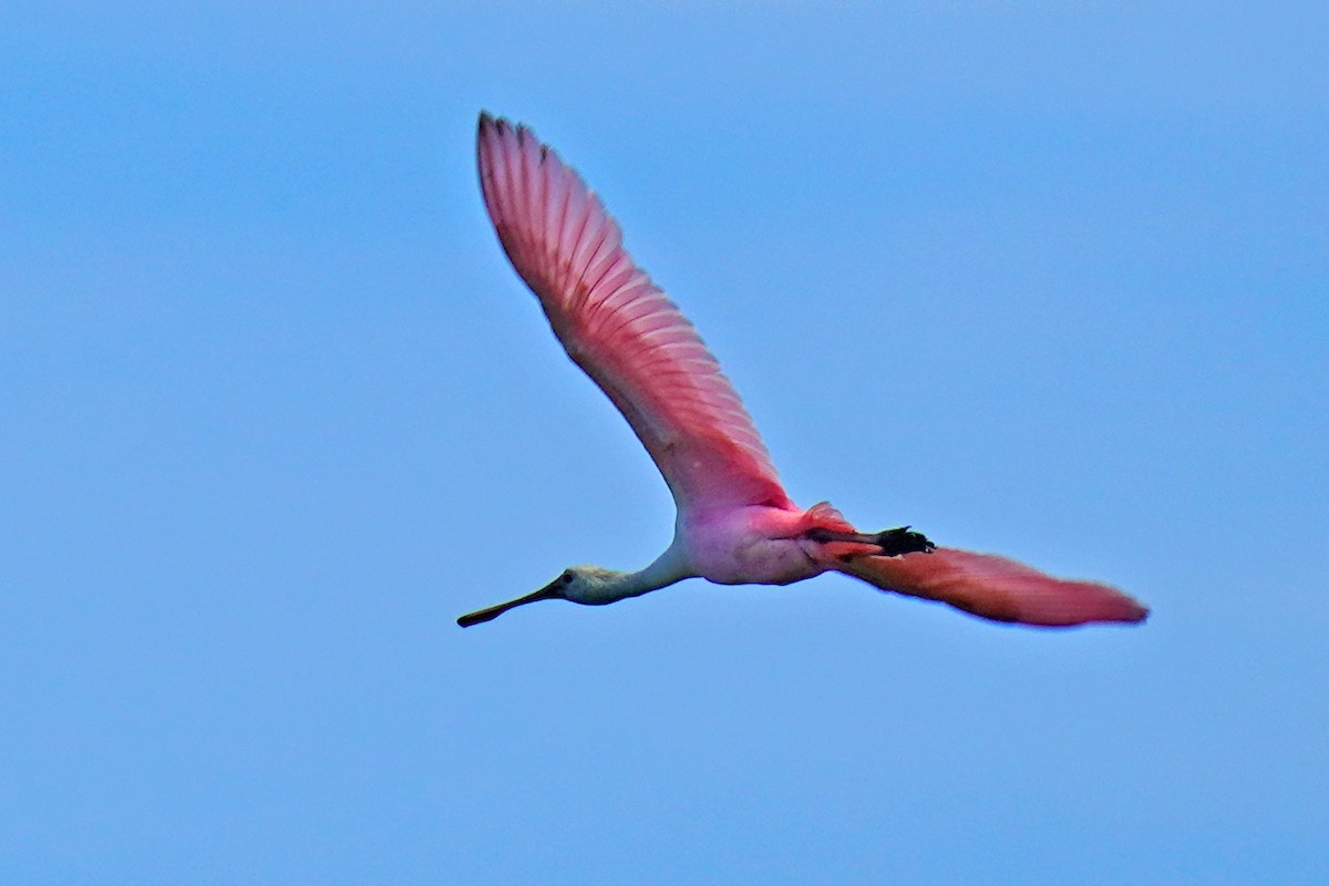 Roseate Spoonbill - ML609349771