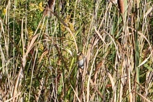 Nelson's Sparrow (Interior) - ML609349800