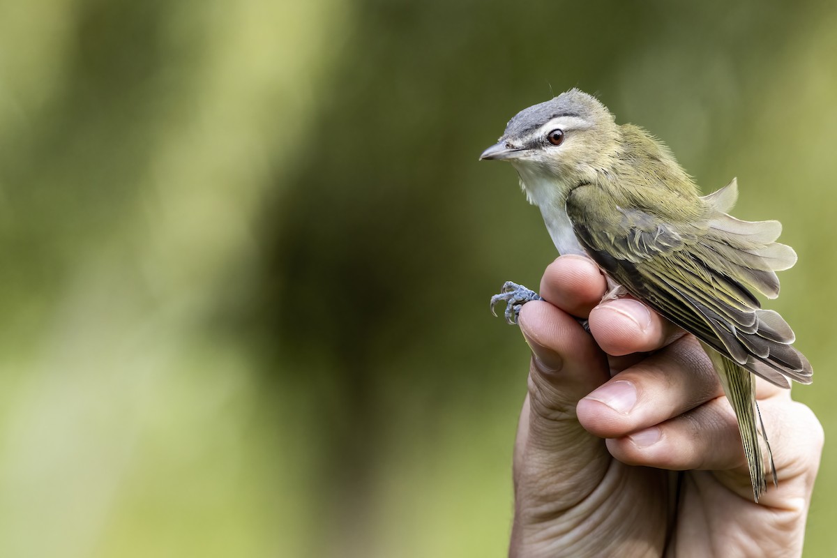 rødøyevireo - ML609349880