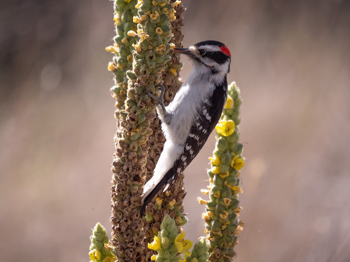 Downy Woodpecker - ML609349906