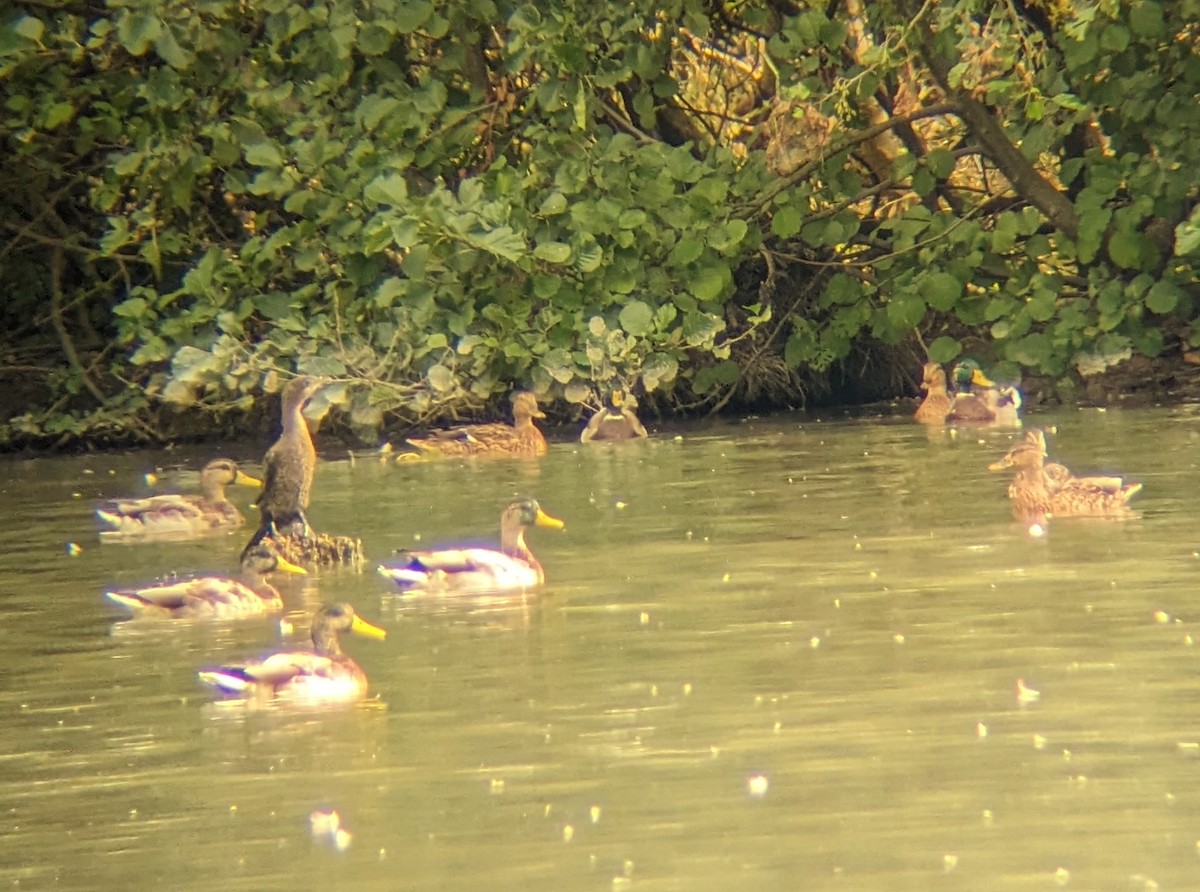 Mallard - ML609349983