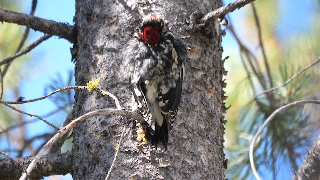 Red-naped Sapsucker - ML609349986