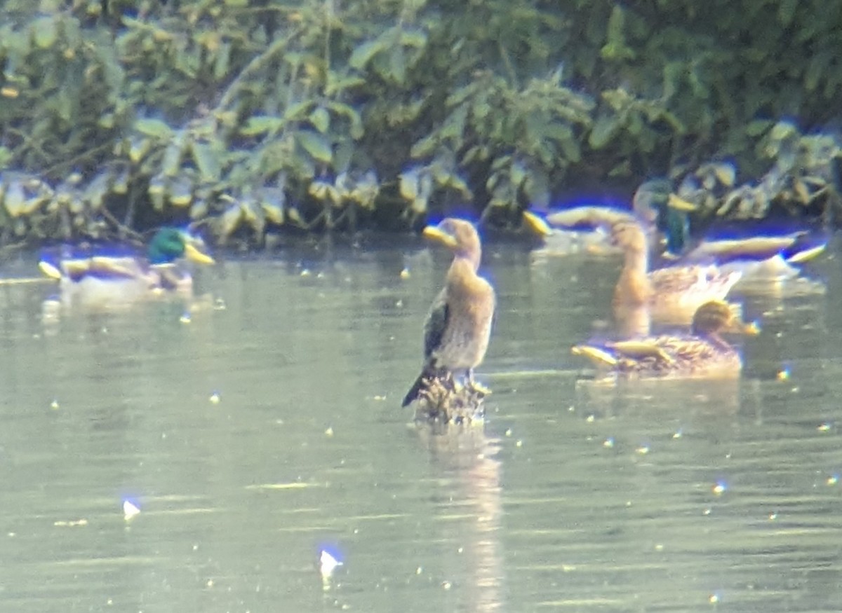 Pygmy Cormorant - Don-Jean Léandri-Breton