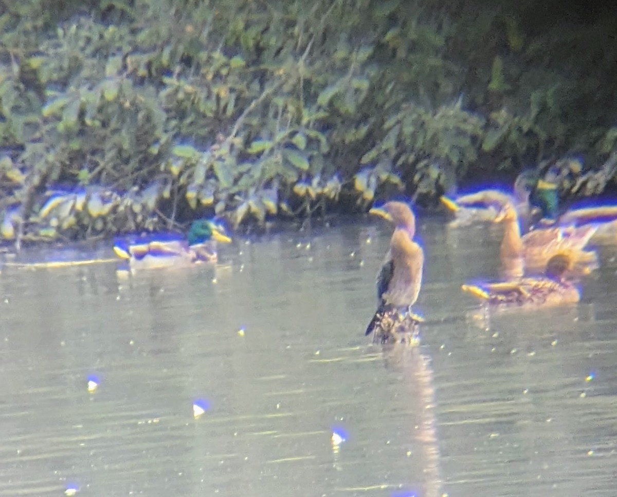 Pygmy Cormorant - ML609349990