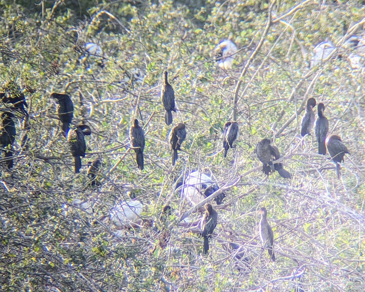 Pygmy Cormorant - ML609349991