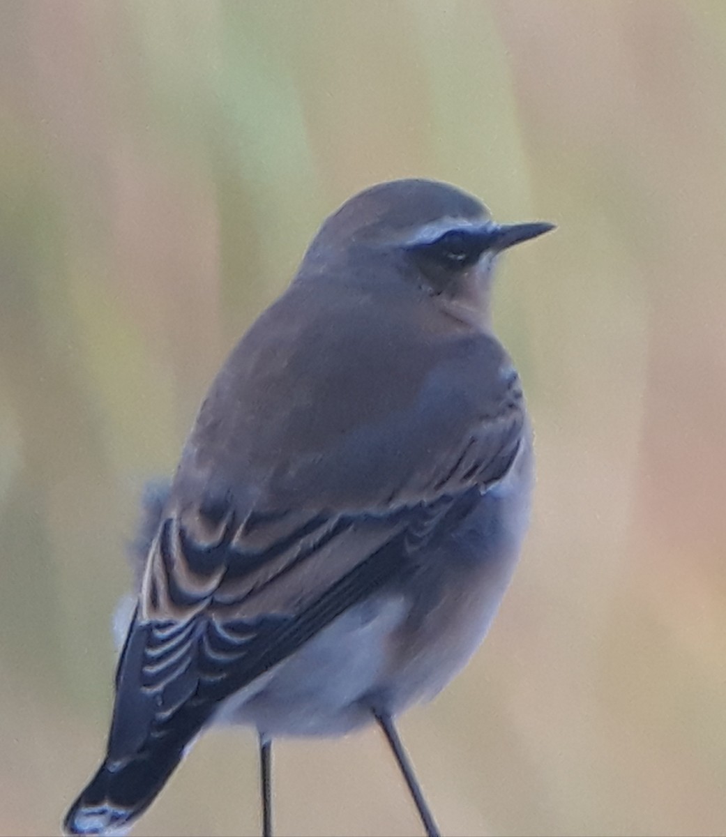 Northern Wheatear - ML609349994