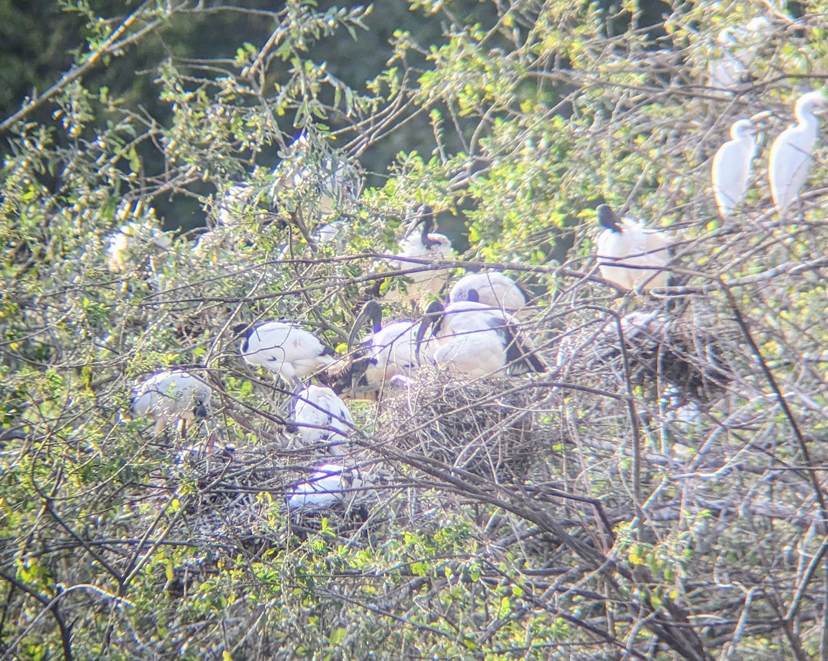 African Sacred Ibis - ML609349998