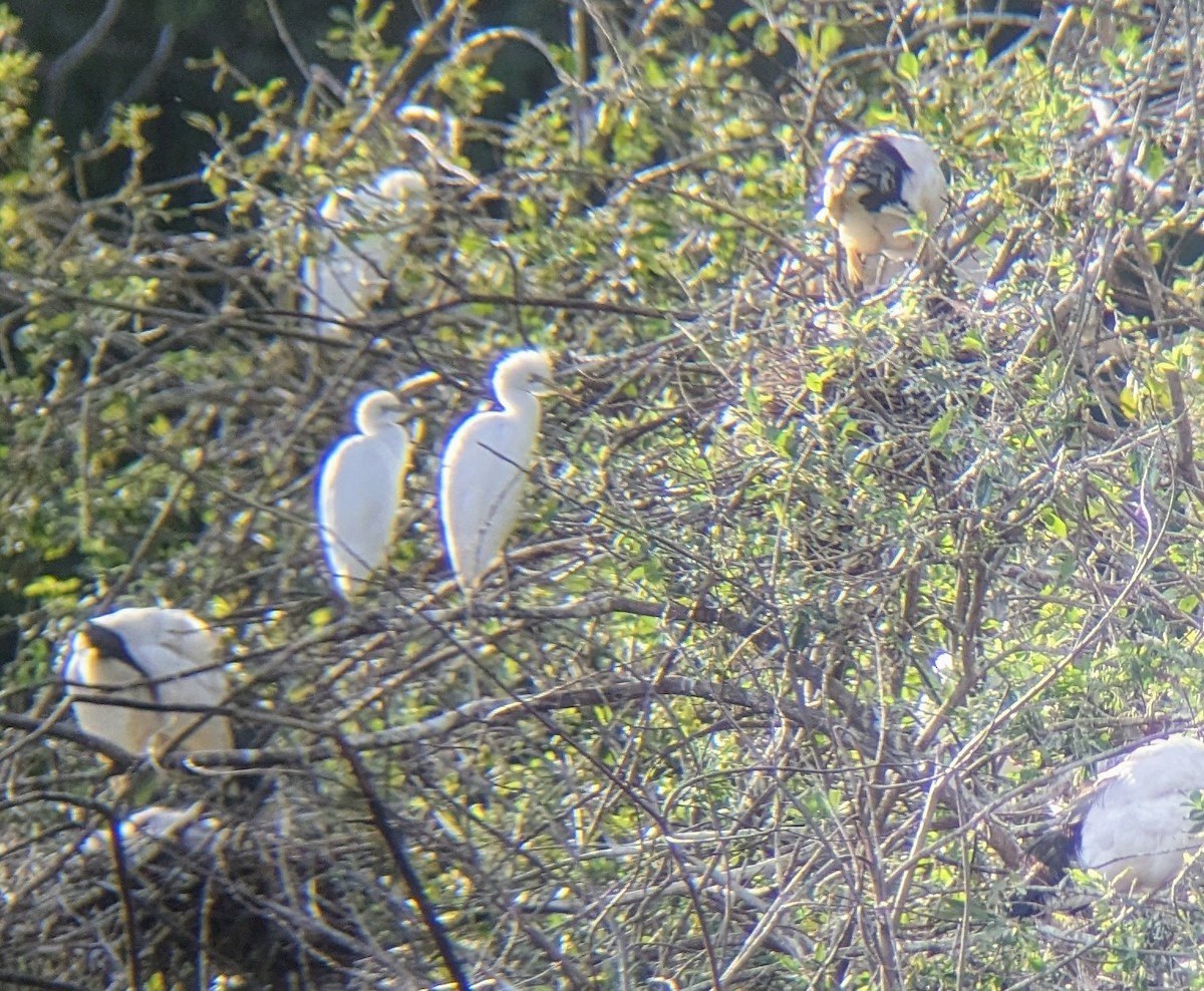 Western Cattle Egret - Don-Jean Léandri-Breton