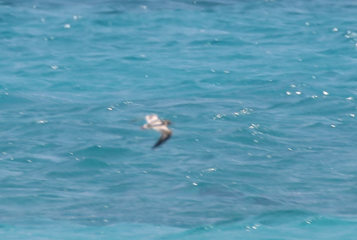 Ruddy Turnstone - ML609350029