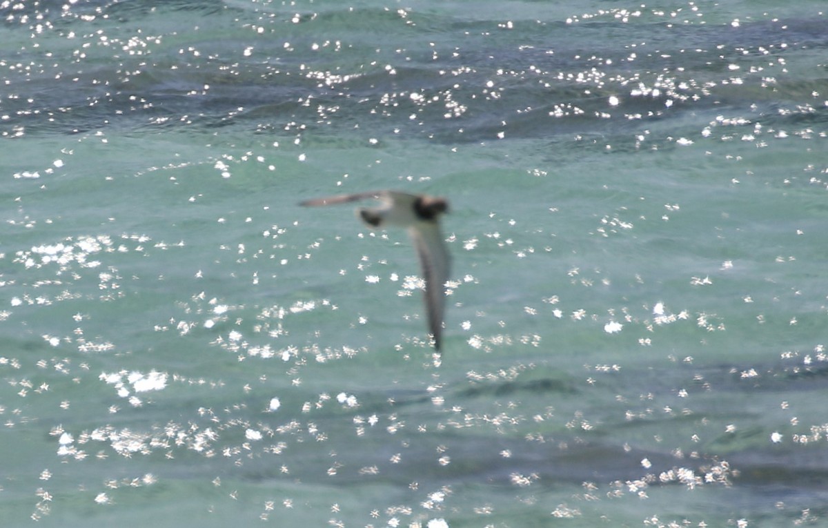 Ruddy Turnstone - ML609350030