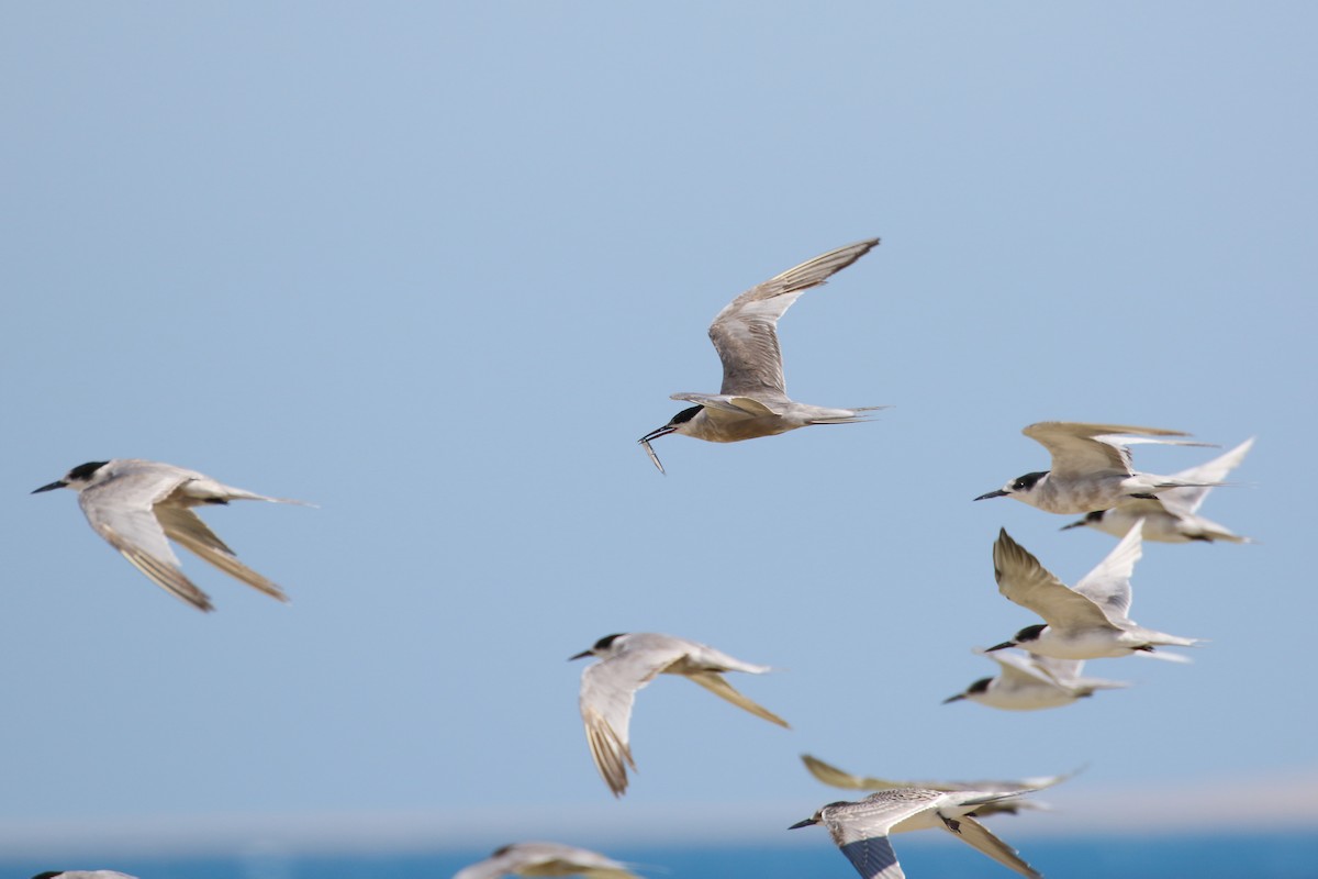 White-cheeked Tern - Mark Baker