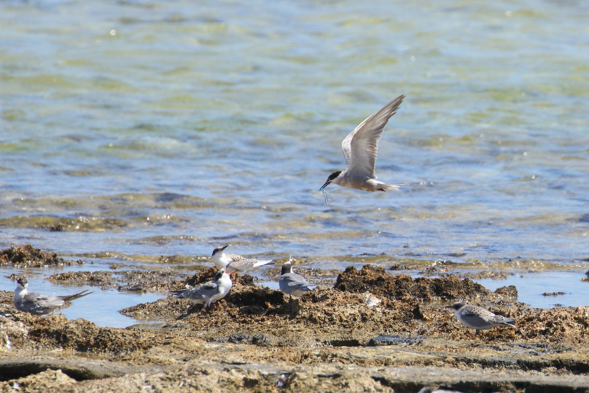 White-cheeked Tern - ML609350053