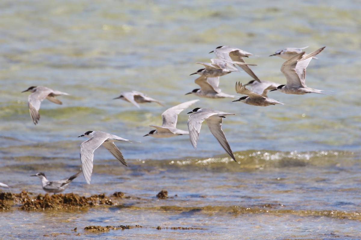 White-cheeked Tern - Mark Baker