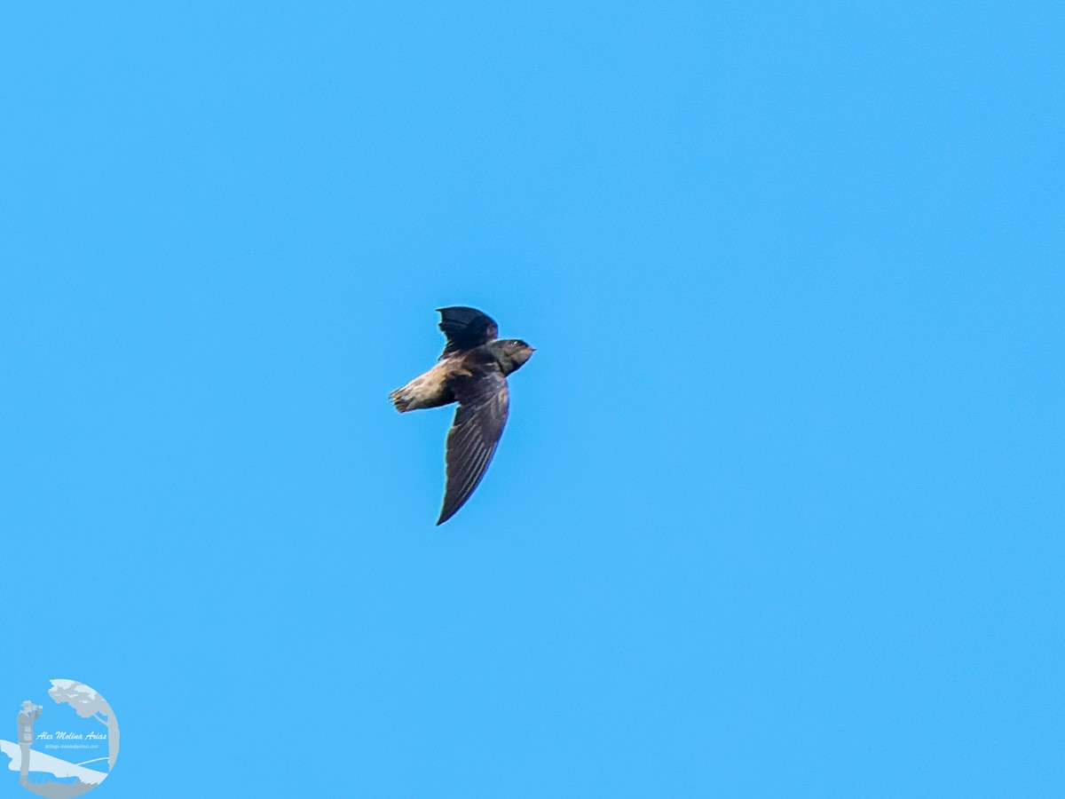 Pale-rumped Swift - Alex Molina