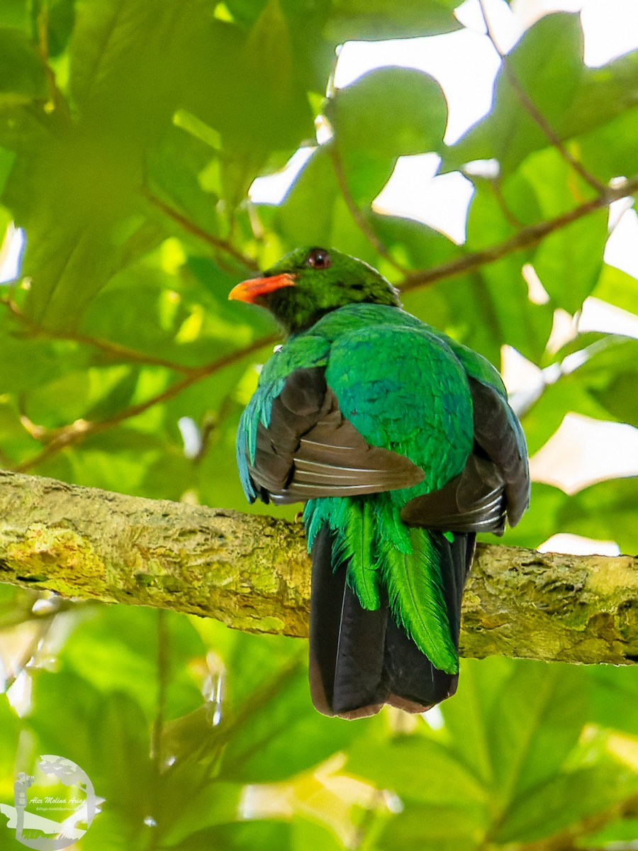 Pavonine Quetzal - ML609350187