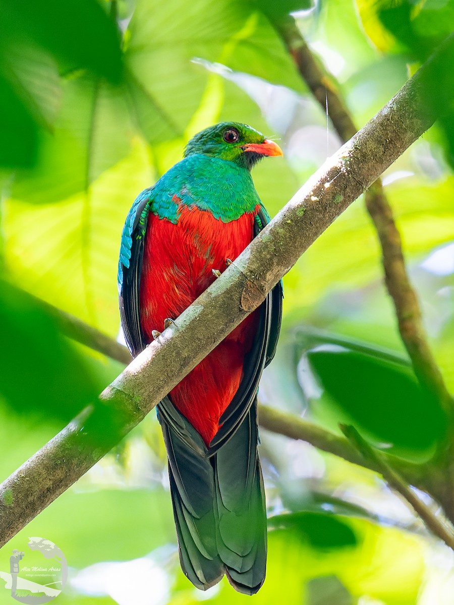 Quetzal pavonin - ML609350188