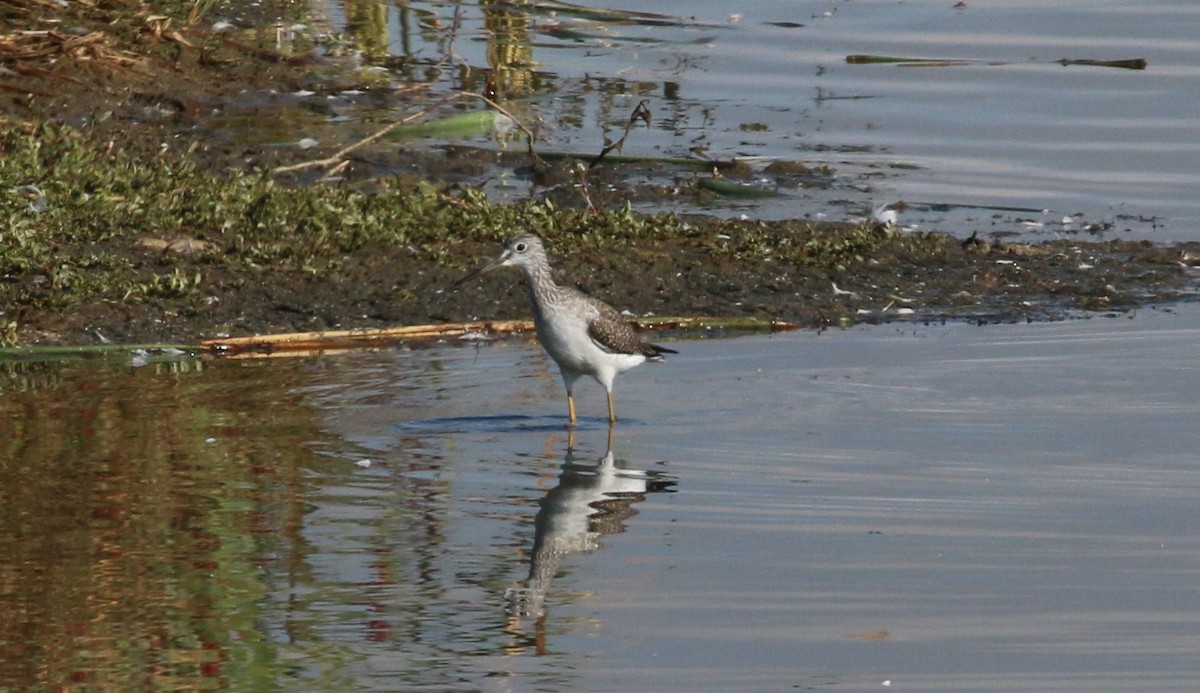 plystresnipe - ML609350208