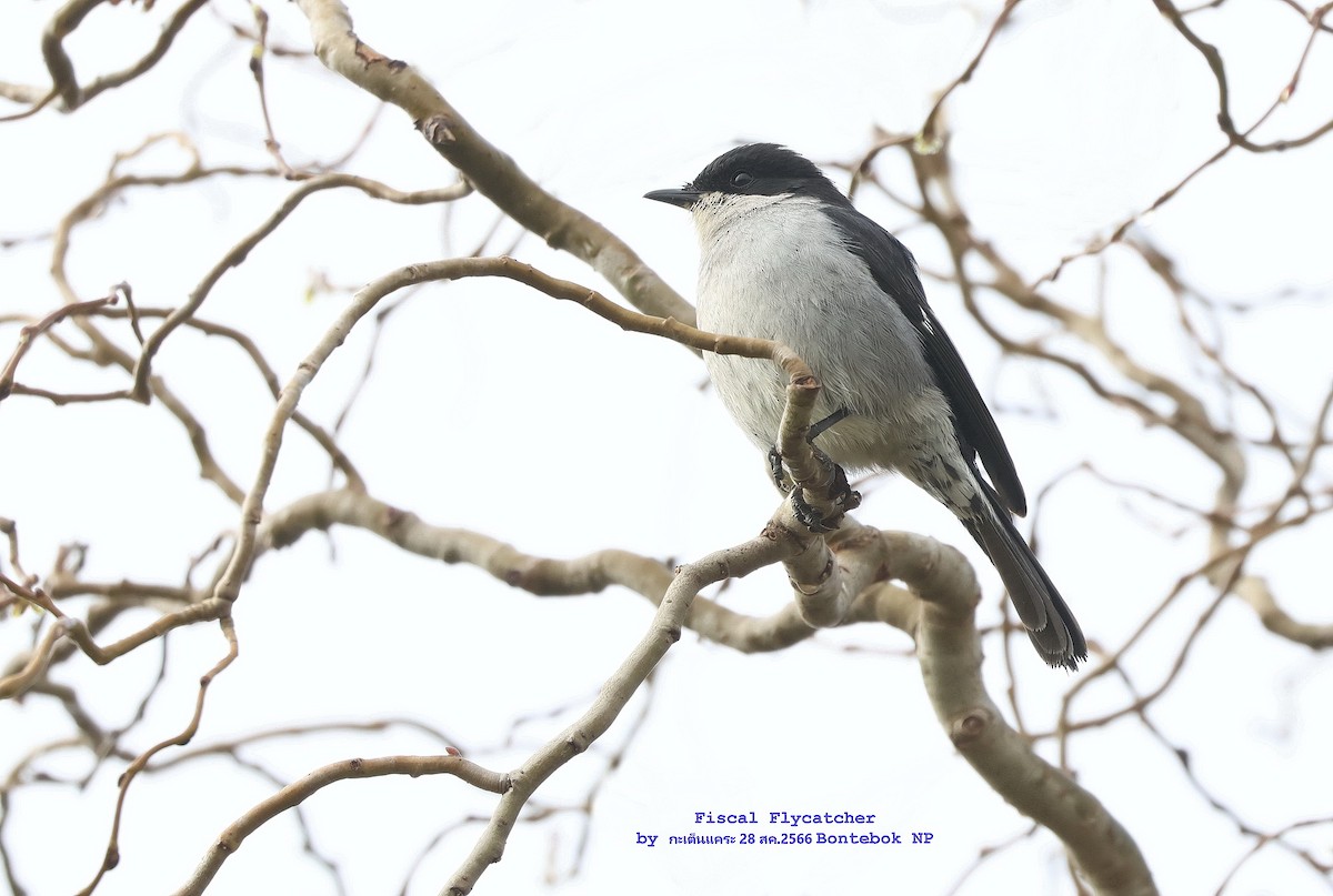 Fiscal Flycatcher - ML609350291