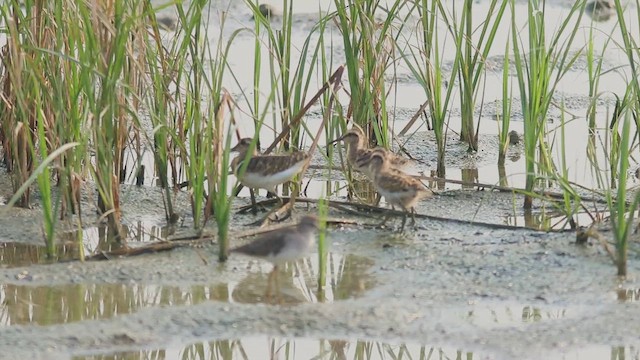 Greater Painted-Snipe - ML609350373