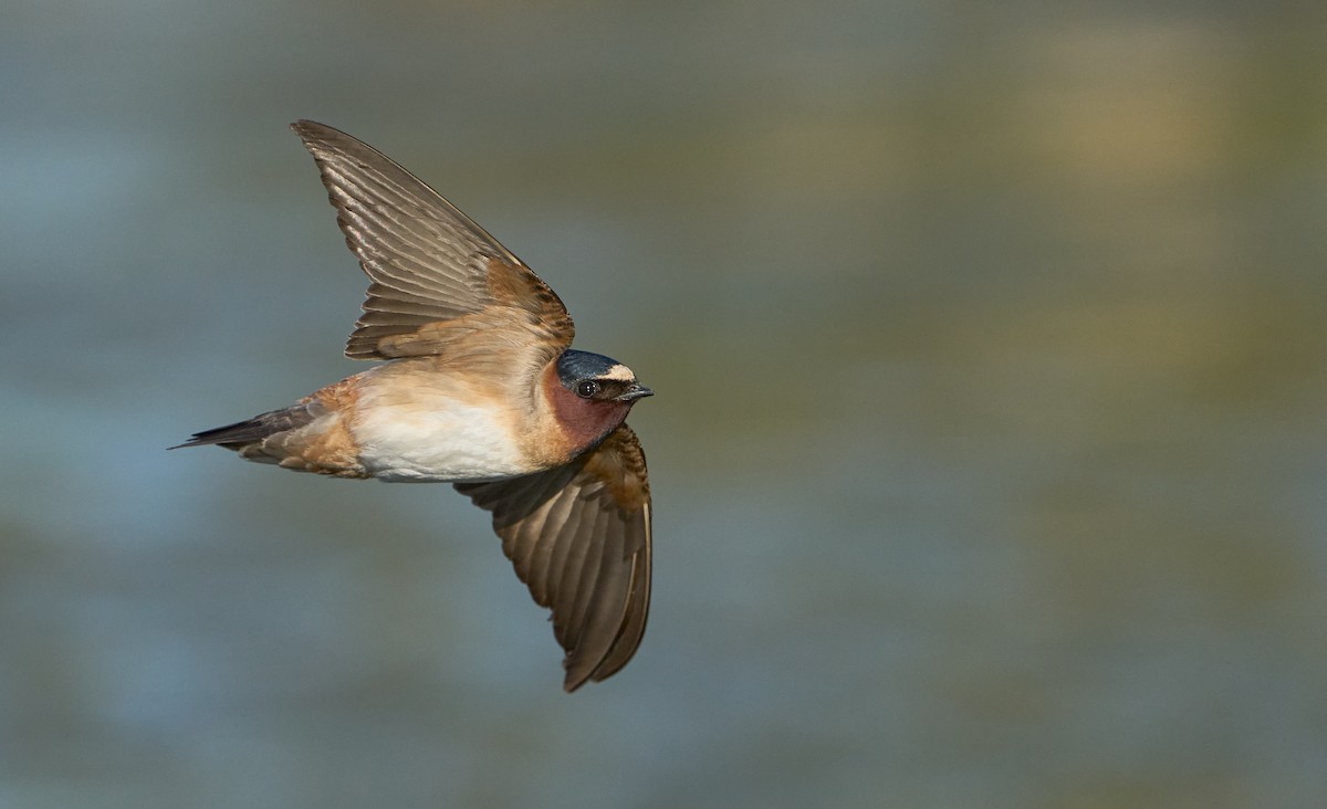 Cliff Swallow - ML609350423