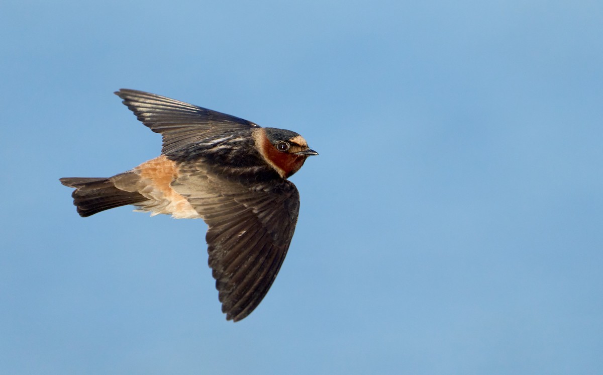 Cliff Swallow - ML609350426