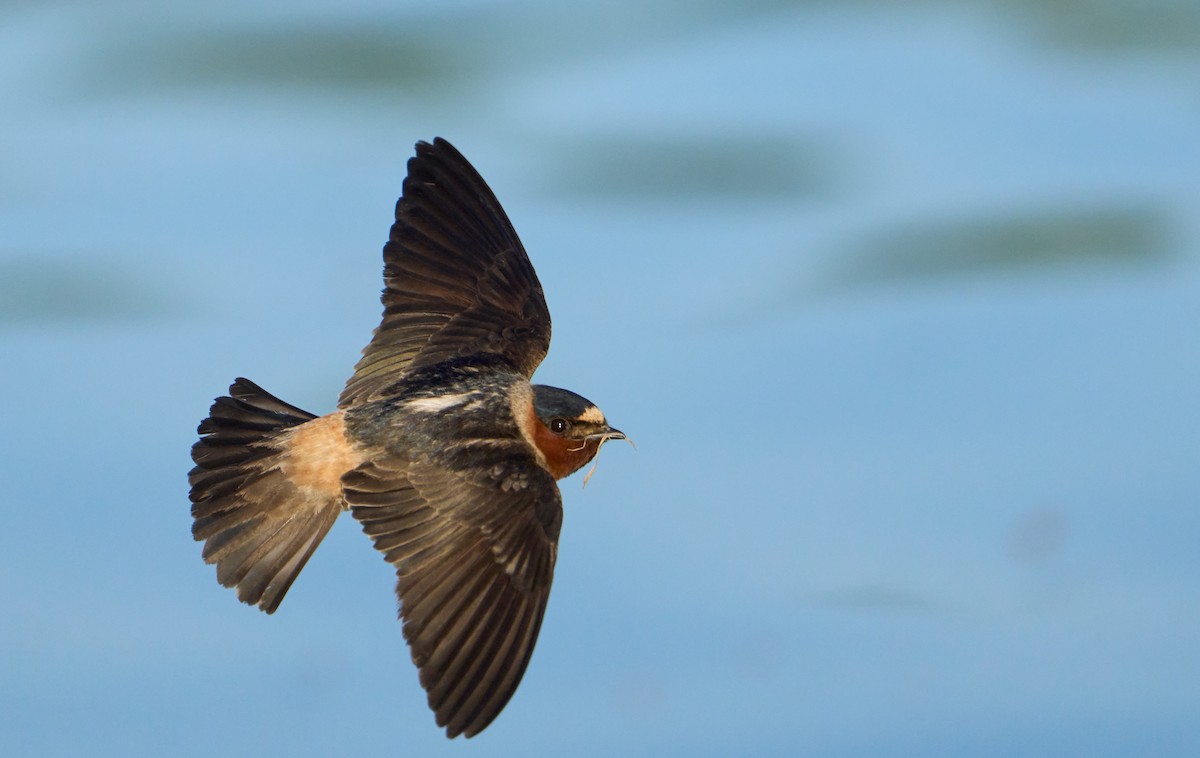 Cliff Swallow - ML609350427