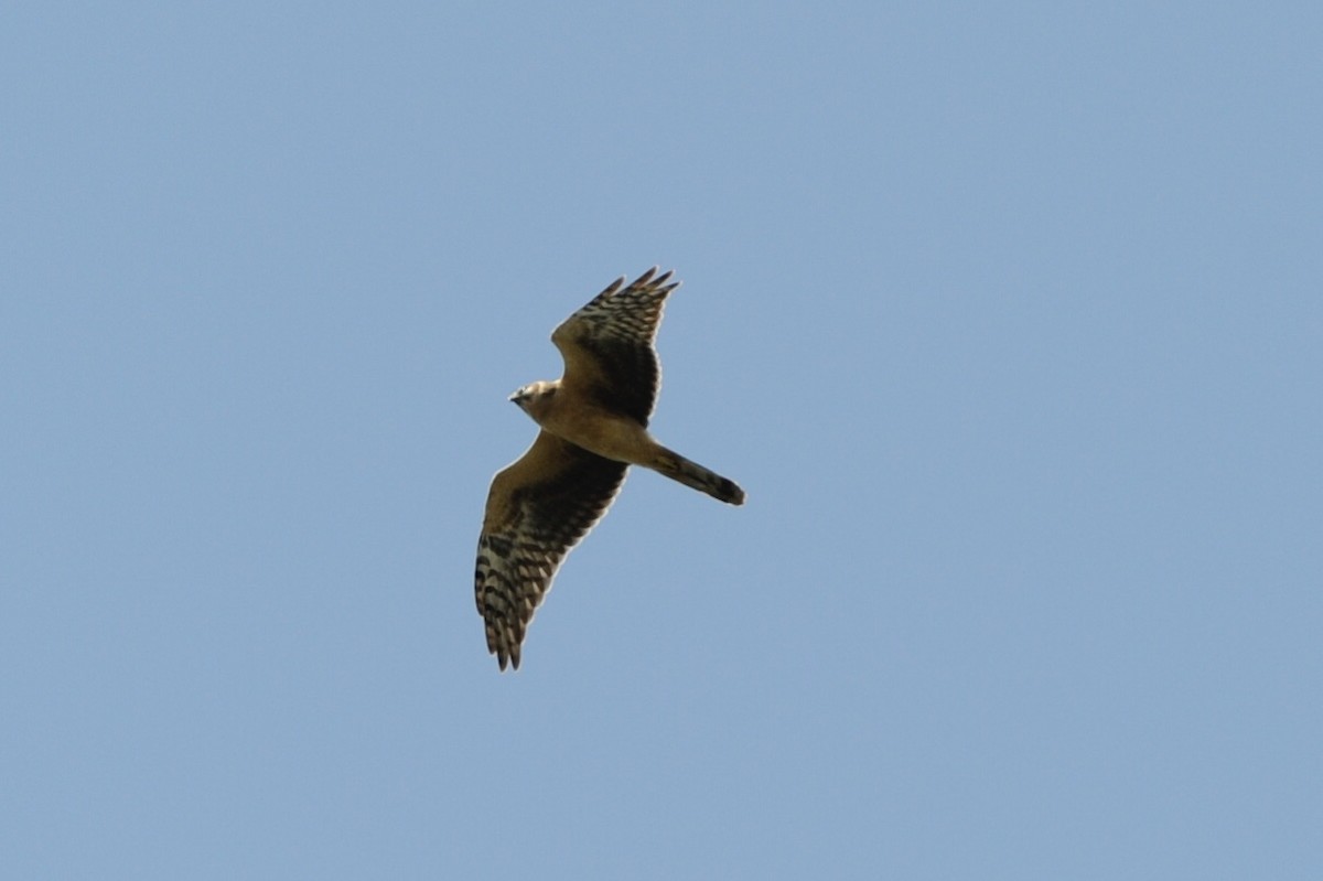 Pallid Harrier - ML609350432