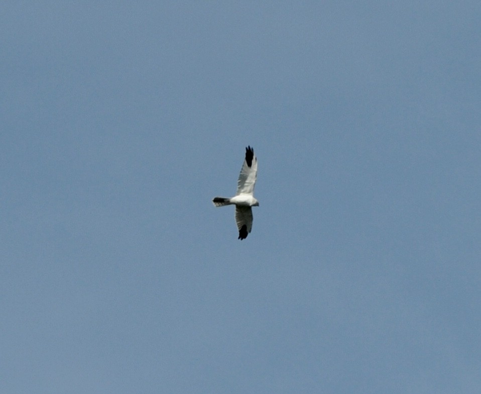 Pallid Harrier - ML609350433