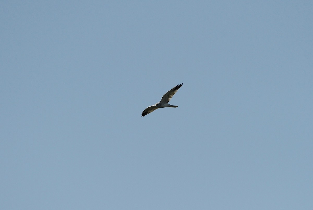 Pallid Harrier - ML609350434