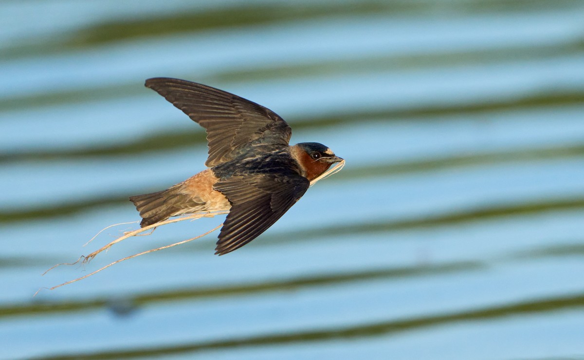 Cliff Swallow - ML609350435