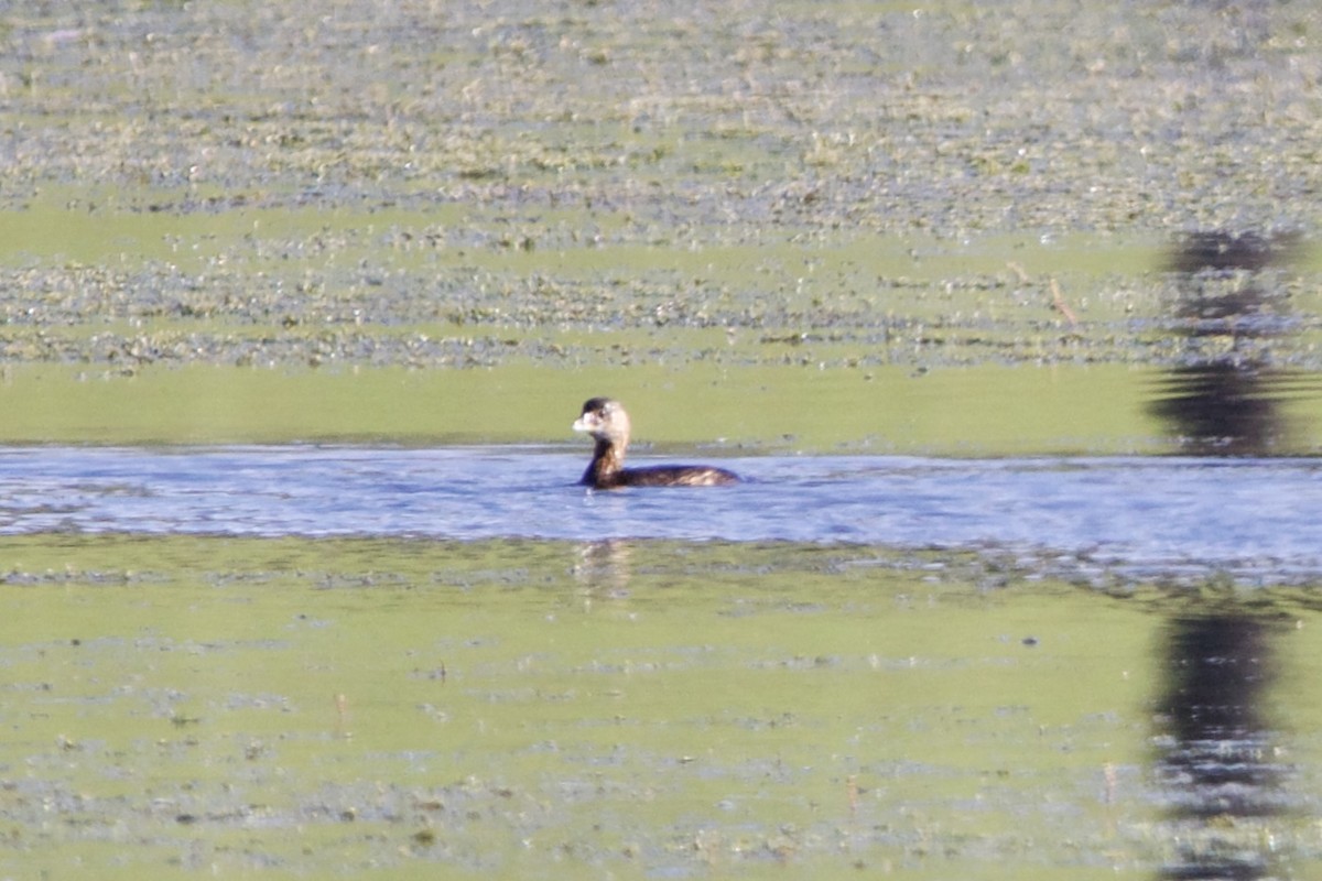 Pied-billed Grebe - ML609350437