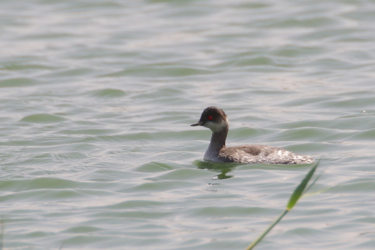 Eared Grebe - ML609350457