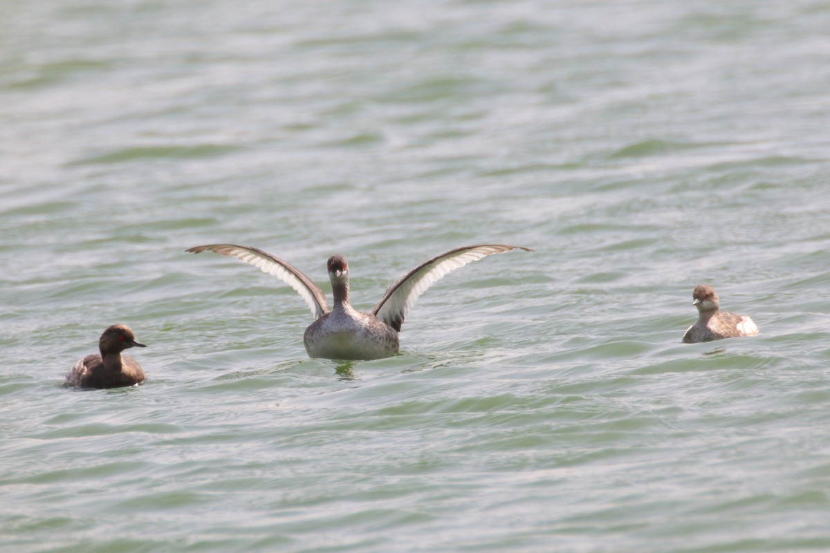 Eared Grebe - ML609350463