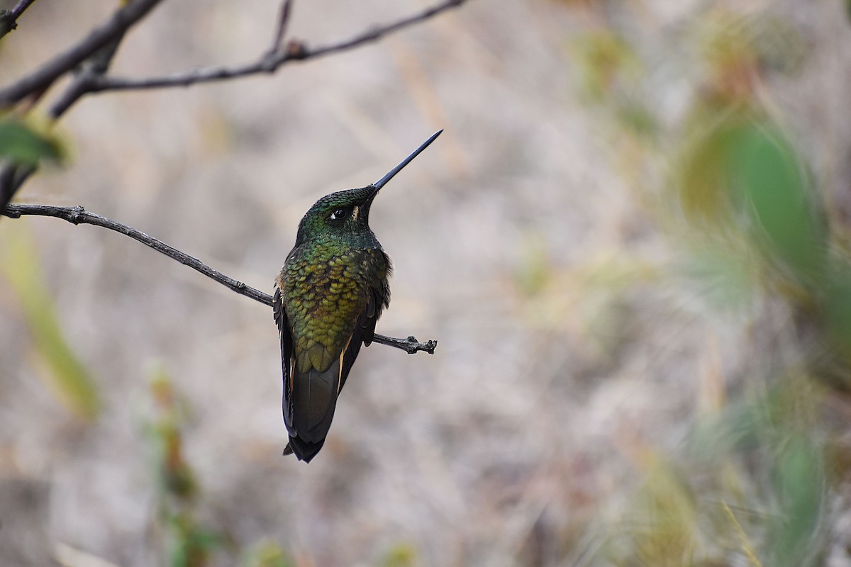 Violet-throated Starfrontlet - Angel Colchado Dominguez