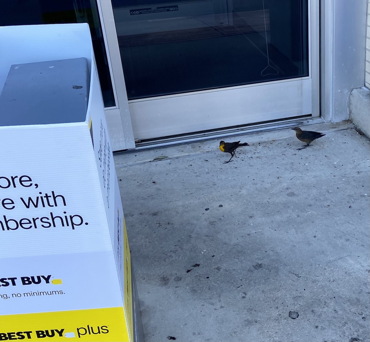 Yellow-headed Blackbird - ML609350517