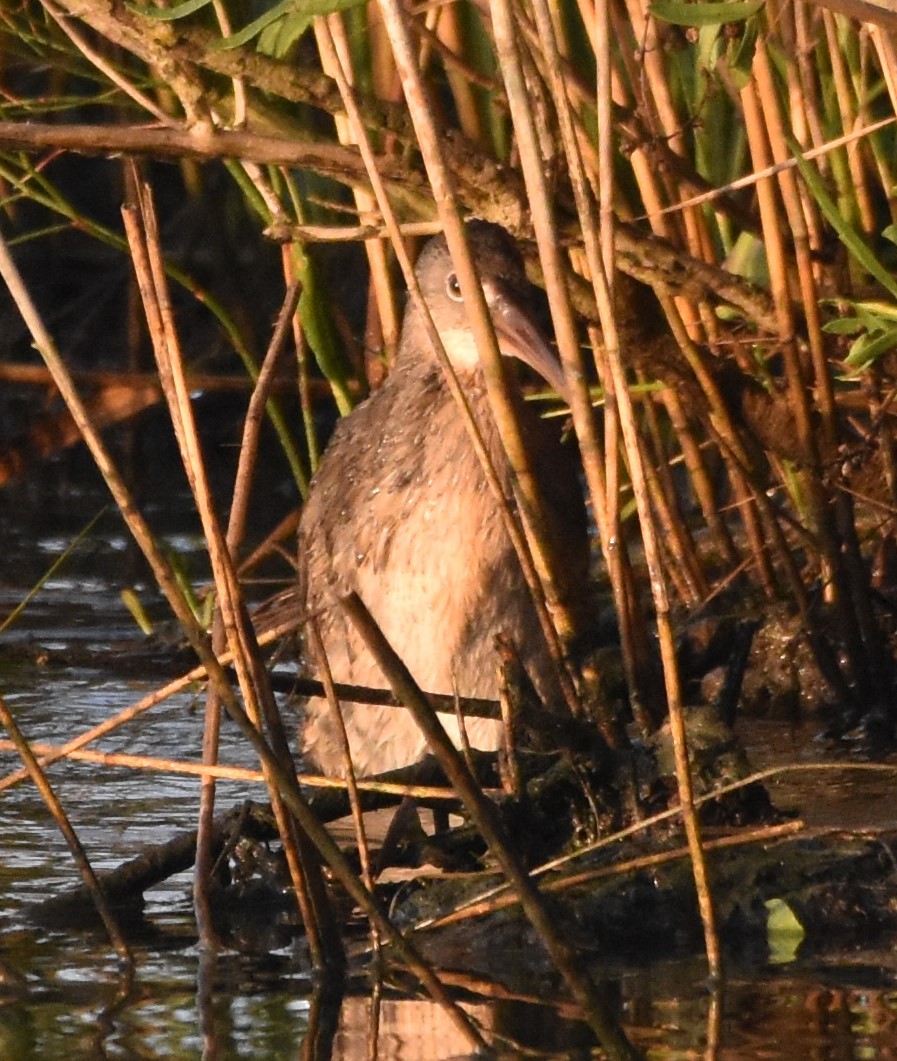 Clapper Rail - ML609350529